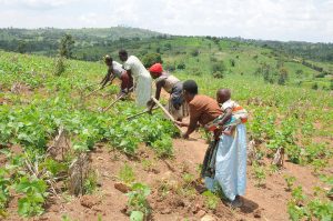 A Review of China’s Support to Uganda’s Agriculture Sector