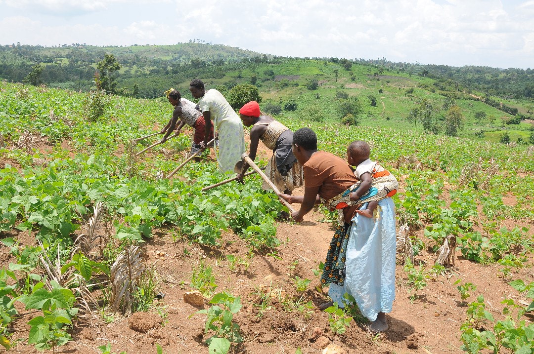 Ugandans Increasingly Benefitting from China’s Agricultural Initiatives