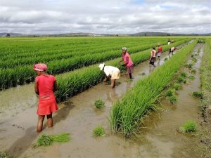 Celebrating Fruits of China’s South-South Cooperation Projects in Uganda