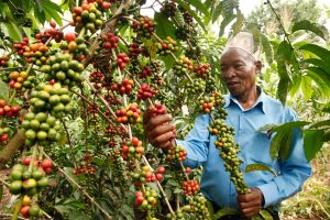 Green Beans, Red Tape: EU Climate laws may have unintended effects on Ugandan Coffee Farmers